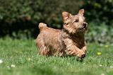 NORFOLK TERRIER 098